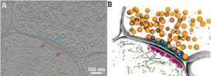 Ultrastructural analysis of synaptic tomograms after FIB
milling