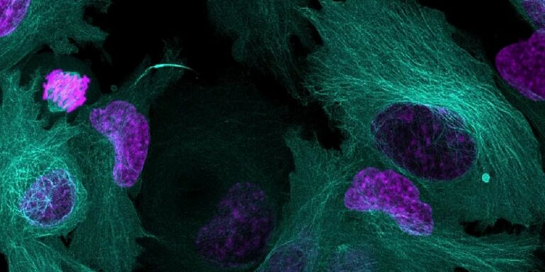 Your Guide to Successful Multiplex Live-cell Imaging