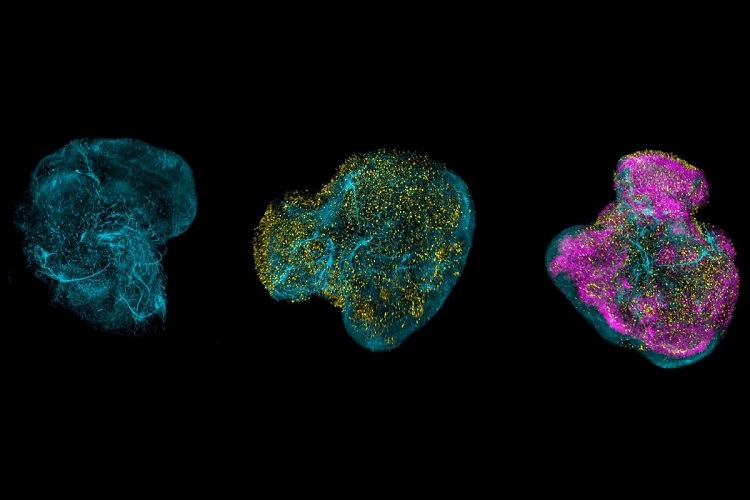 Tissue Clearing for 3D Reconstruction: Key Facts and Essential Resources